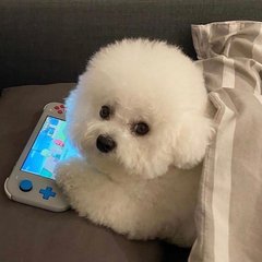 关晓彤续作消息